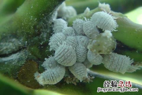 花卉病害辨别与治疗 常见花卉病害
