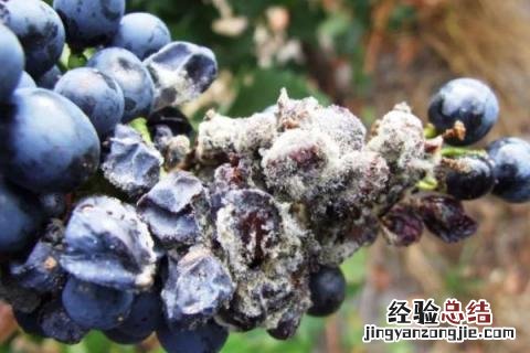 花卉病害辨别与治疗 常见花卉病害