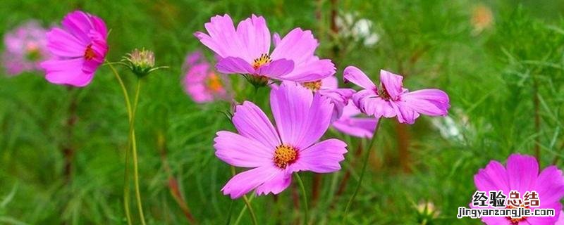 花卉病害辨别与治疗 常见花卉病害
