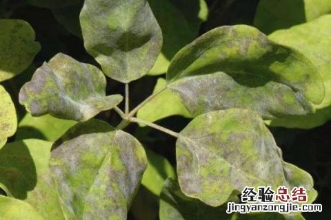 花卉病害辨别与治疗 常见花卉病害