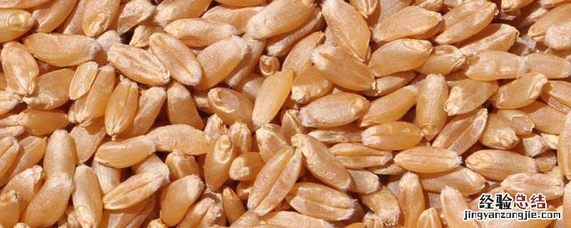 小麦种子保质期是多久,种子播多了怎么办