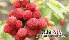 孕妇吃荔枝的注意事项 孕妇可以多吃荔枝吗