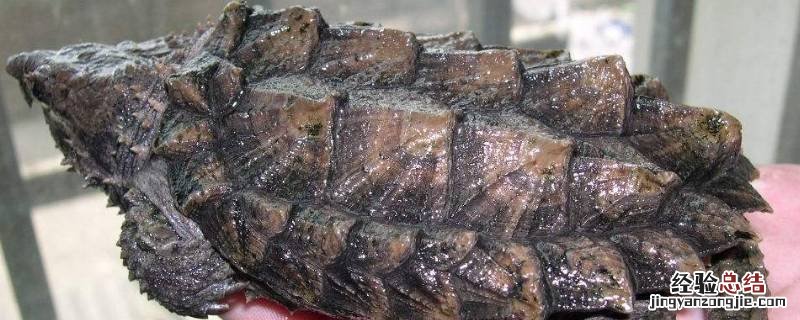 鳄龟是外来入侵物种吗 鳄龟是外来入侵物种吗?