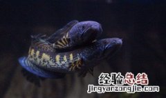 什么雷龙耐低温最好 什么雷龙耐低温