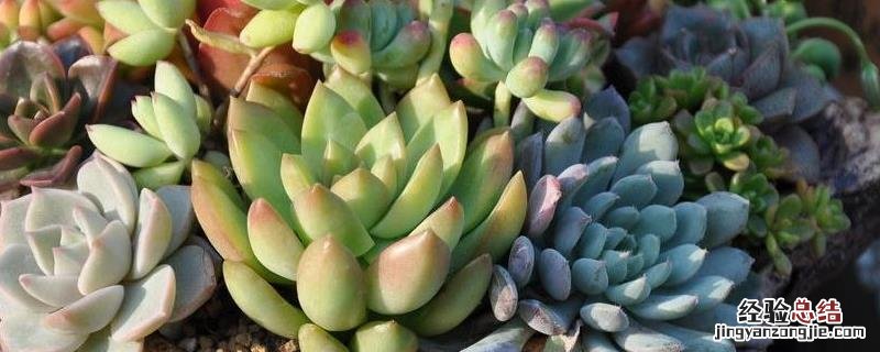 花卉肉肉的养殖方法，附繁殖方法和管理