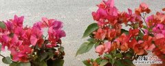三角梅花的种养 花卉三角梅的种植方法，有哪些品种