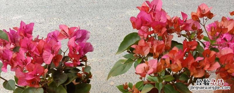 三角梅花的种养 花卉三角梅的种植方法,有哪些品种