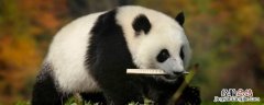大熊猫平均寿命是多少岁 大熊猫寿命一般是多少岁