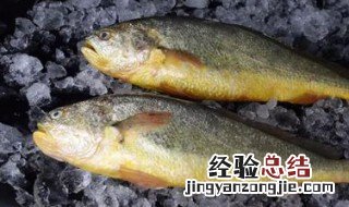 大黄鱼宰杀技巧 如何宰杀大黄花鱼？
