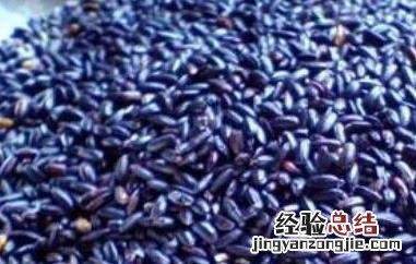 胚芽紫米怎么吃 紫米怎么吃