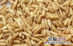 裸燕麦的功效与作用 裸燕麦的营养