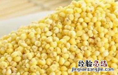 小黄米的功效与作用 大黄米的功效与作用