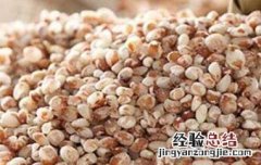 高粱米的功效与作用 高粱米的功效与作用及食用