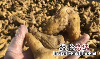 王姜晒干的制作方法 王姜晒干的制作方法和配料