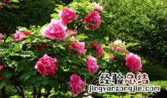牡丹花谢了如何修剪 牡丹花谢了怎么修剪