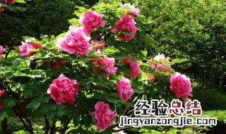 牡丹花谢了如何修剪 牡丹花谢了怎么修剪