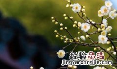 笑语盈盈暗香去中的盈盈是什么意思 笑语盈盈暗香去原文介绍