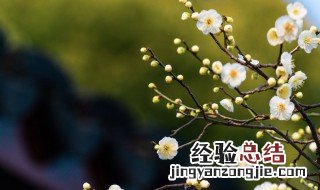 笑语盈盈暗香去中的盈盈是什么意思 笑语盈盈暗香去原文介绍
