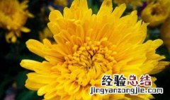 菊字组词语 菊字组词语拼音