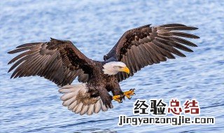 鹰字组词 鹰字组词有哪些