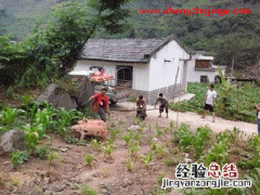 云南福贡县向新建生猪标准化规模养殖示范基地发放了5头后备母猪