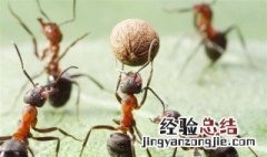 蚂蚁被人们称为什么 蚂蚁被别人称为什么?