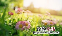 夏天的特征怎么写 春天的特征