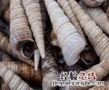 锥螺的功效与作用 锥螺的危害