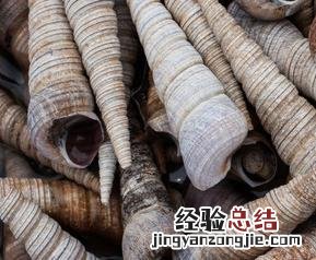 锥螺的功效与作用 锥螺的危害