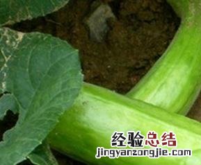 绍瓜的功效与作用 越瓜的功效与作用