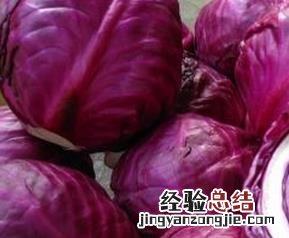 吃紫甘蓝的好处有哪些 吃紫甘蓝的好处有哪些禁忌