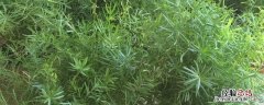 花卉天门冬的养殖方法，种子什么时候采摘