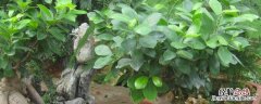 花卉榕树的养殖技术，如何修剪好看 花卉榕树的养殖技术,如何修剪好看呢