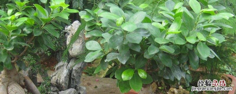 花卉榕树的养殖技术，如何修剪好看 花卉榕树的养殖技术,如何修剪好看呢