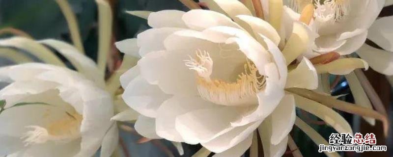 花卉昙花的养殖方法,附注意事项 花卉昙花的养殖方法,附注意事项是什么