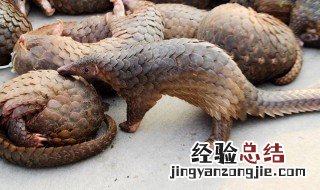 穿山甲的天敌是谁 穿山甲自保能力强不强