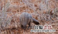 穿山甲能穿山吗 穿山甲名字的由来