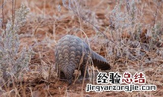 穿山甲能穿山吗 穿山甲名字的由来