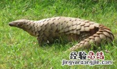 穿山甲是哺乳动物吗 穿山甲长什么样