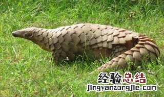 穿山甲是哺乳动物吗 穿山甲长什么样