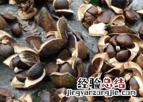 茶果壳的功效与作用及禁忌 茶果壳的功效与作用