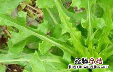 山莴苣的功效与作用 山莴苣的功效与作用禁忌