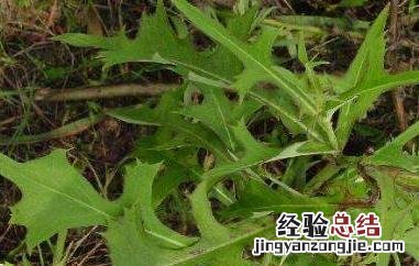 山莴苣的功效与作用 山莴苣的功效与作用禁忌