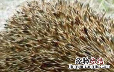 猬肉的功效与作用及禁忌 猬肉的功效与作用