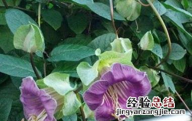 猬肉的功效与作用及禁忌 猬肉的功效与作用