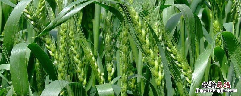 小麦种子怎么发芽,泡在水里能发芽吗?冷冻还能发芽吗