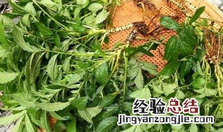当药的功效与作用 当药的功效与作用的功能与主治
