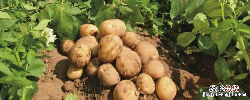 马铃薯种植技术与管理，什么时候种植好