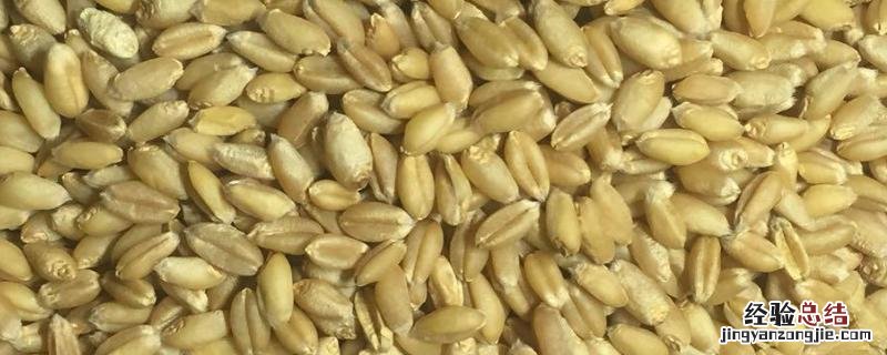 小麦种子泡水水有什么用,泡水多久能种