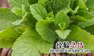 南非叶适合什么人吃 南非叶哪些人不适合吃